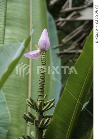 バショウ科 オオバコ プランテイン 32550677