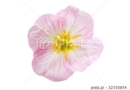 Mallow pink Mallow pink 32550854