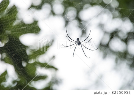 クモ 蜘蛛 スパイダー 32550952