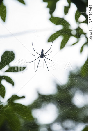 クモ 蜘蛛 スパイダー 32550964