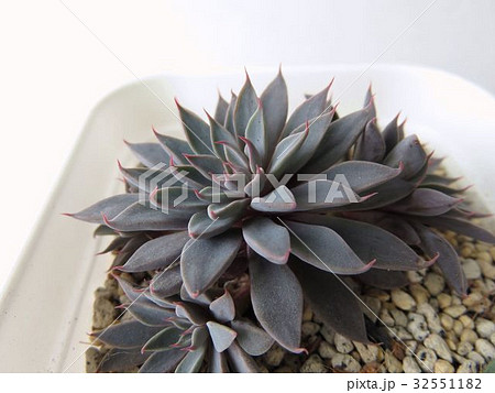 多肉植物ルスビー 多肉植物ルスビー 32551182