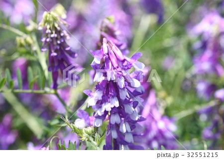 ナヨクサフジの花 ナヨクサフジの花 32551215