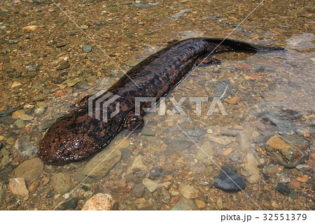 オオサンショウウオ　特別天然記念物　大山椒魚 32551379