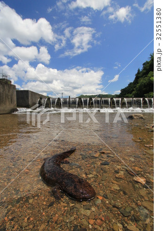 オオサンショウウオ　特別天然記念物　大山椒魚 32551380