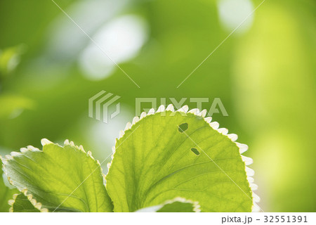 林 森 樹林 32551391