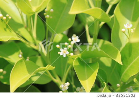 ソヨゴの花(雄花) ソヨゴの花(雄花) 32551502