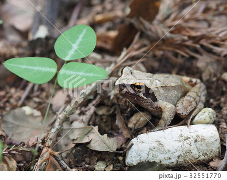 タゴガエル 32551770