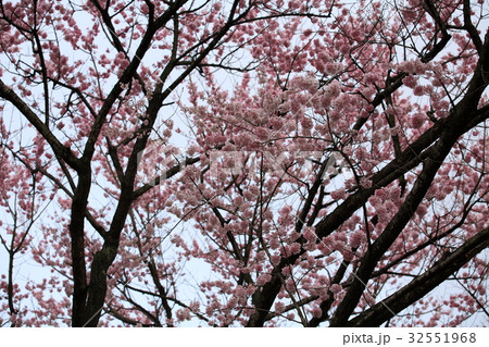 サクラ 32551968