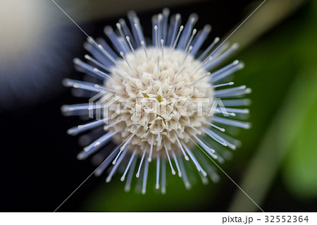 たにわたりのき(谷渡りの木) たにわたりのき(谷渡りの木) 32552364