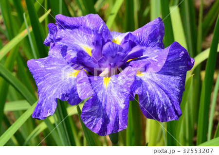 ハナショウブ、江戸系吉江613号 ハナショウブ、江戸系吉江613号 32553207