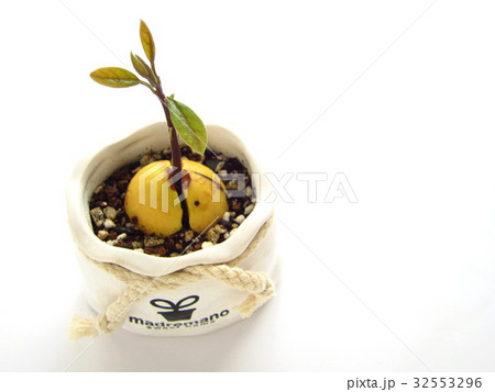 アボカド　発芽　鉢植え 32553296