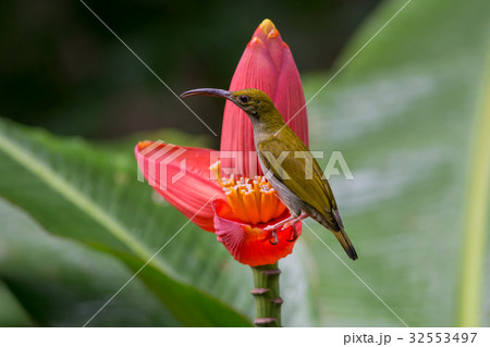 Grey-breasted spiderhunter and Banana blossom. Grey-breasted spiderhunter and Banana blossom. 32553497