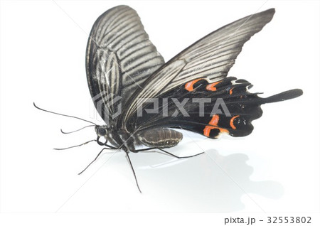 クロアゲハのメス　白背景 32553802
