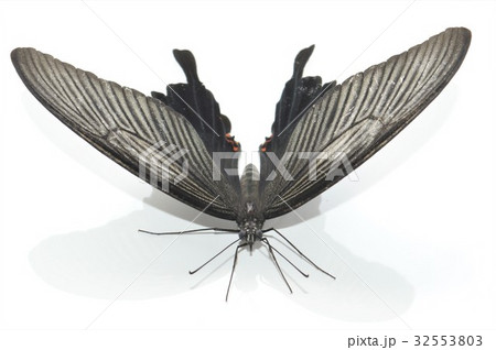 クロアゲハのメス　白背景 32553803