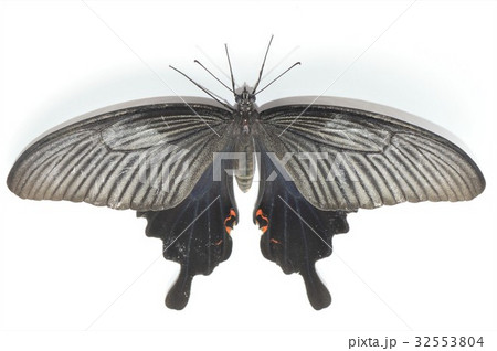 クロアゲハのメス　白背景 32553804