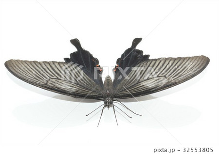 クロアゲハのメス　白背景 32553805