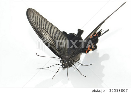 クロアゲハのメス 白背景 クロアゲハのメス 白背景 32553807