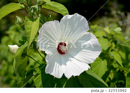 アメリカフヨウ 32553992