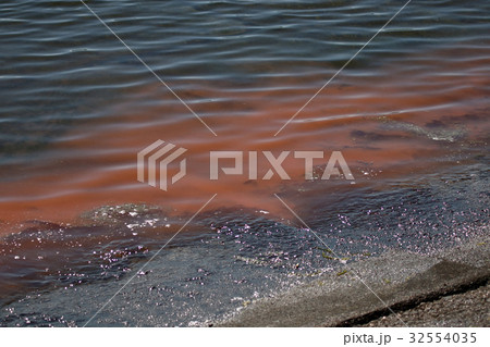 あかしお・赤潮 32554035