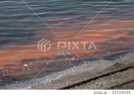 あかしお・赤潮 32554036