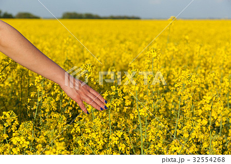 yellow flowers of rape yellow flowers of rape 32554268