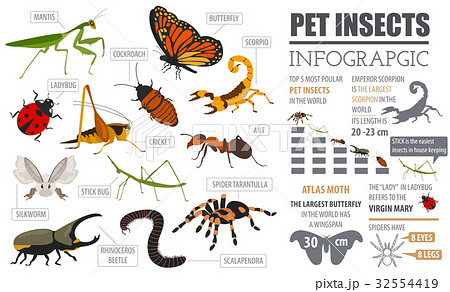 Pet insects breeds icon set flat style isolated Pet insects breeds icon set flat style isolated 32554419