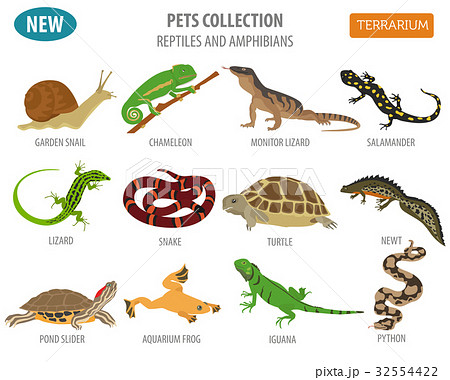 Pet reptiles and amphibians icon set flat style Pet reptiles and amphibians icon set flat style 32554422