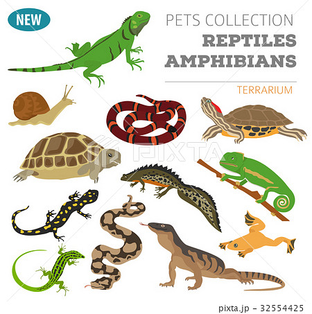 Pet reptiles and amphibians icon set flat style Pet reptiles and amphibians icon set flat style 32554425