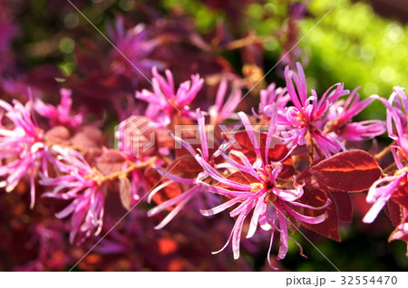 ベニバナトキワマンサク：紅花常盤満作 32554470