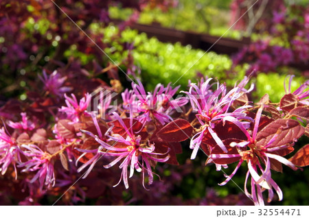 ベニバナトキワマンサク：紅花常盤満作 32554471