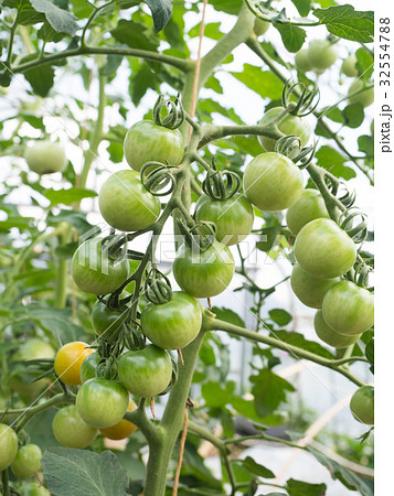 ミニトマト畑 32554788