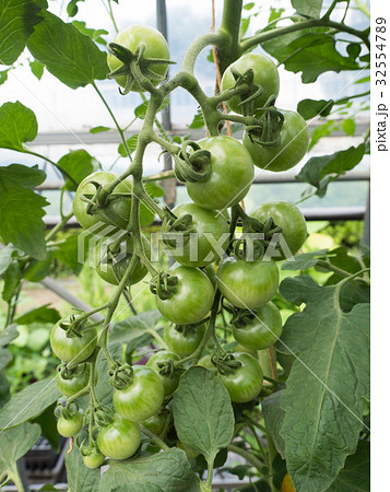 ミニトマト畑 32554789