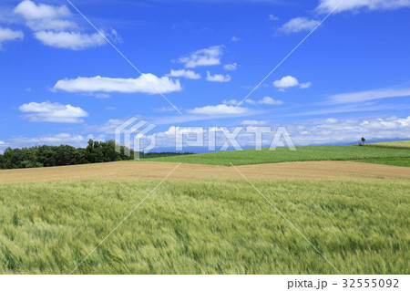 北海道　上富良野町　風にそよぐ麦畑と田園風景 32555092