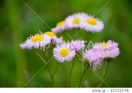 ピンク色のハルジオンの花の写真素材