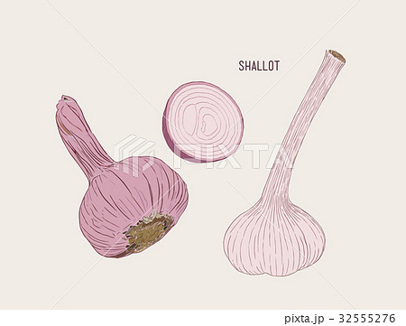 Vector Fresh Whole and Sliced Red Onion Bulbs. Vector Fresh Whole and Sliced Red Onion Bulbs. 32555276