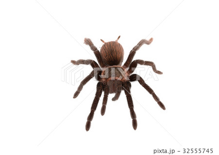 Brachypelma vagans spider Isolated Brachypelma vagans spider Isolated 32555745