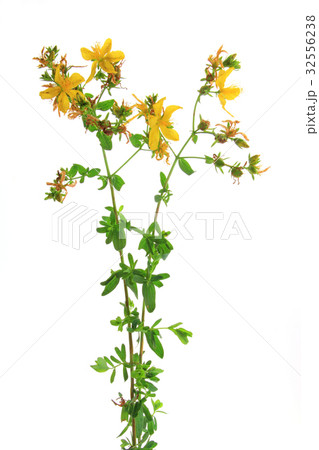 St. John's wort (Hypericum perforatum) isolated 32556238