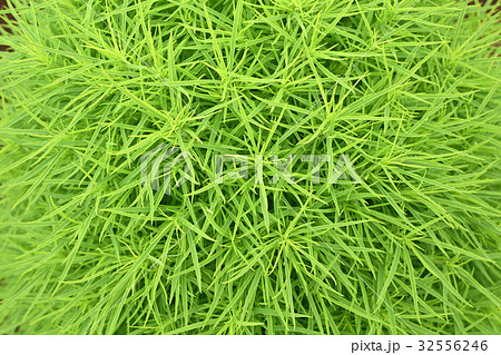 コキア（ほうき草）の背景素材 32556246