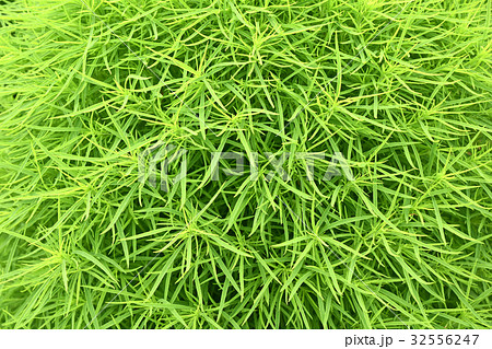 コキア（ほうき草）の背景素材 32556247