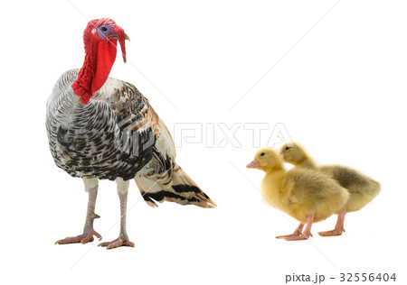 turkey and chicken goose 32556404