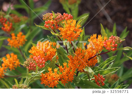 Asclepias tuberosa on Butterfly weed. 32556771
