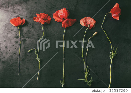 Red poppy flowers Red poppy flowers 32557290