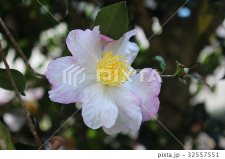 さざんか 32557551