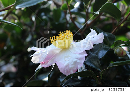 さざんか 32557554