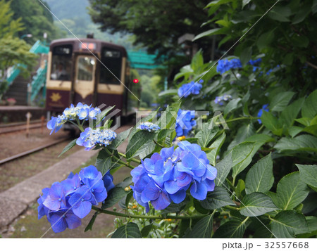 わたらせ渓谷鐵道沢入駅の紫陽花 32557668