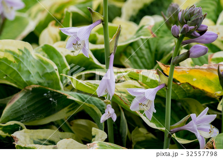 ギボウシの花 32557798