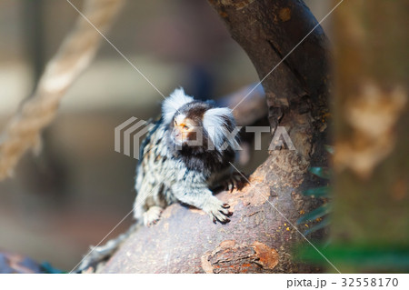 primate family of Callithrix jacchus primate family of Callithrix jacchus 32558170