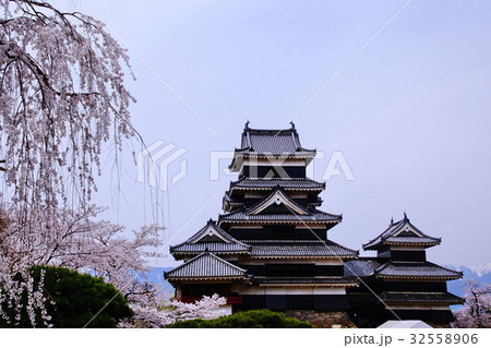 松本城 (烏城) 天守閣 桜/サクラ 内苑側 ( 長野県 松本市 丸の内 ) 松本城 (烏城) 天守閣 桜/サクラ 内苑側 ( 長野県 松本市 丸の内 ) 32558906