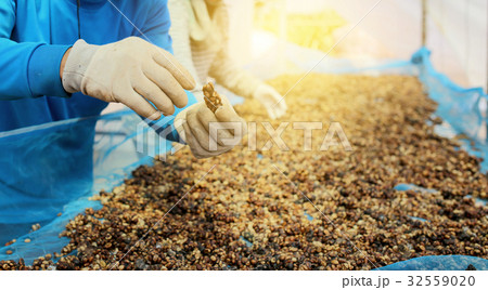 The selection of coffee beans. The selection of coffee beans. 32559020