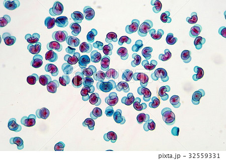 松の花粉 顕微鏡写真 の写真素材
